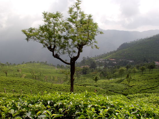 Teeberge in Ooty