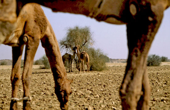 Wüste nahe Jaisalmer