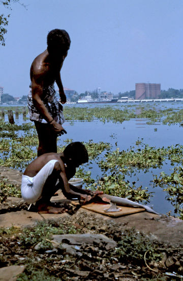 Vater und Sohn haben sich einen Hai gefischt