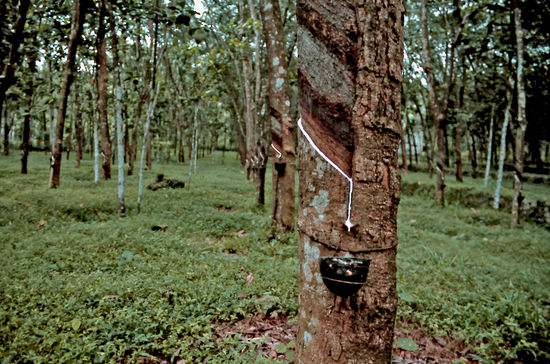 Kautschukbaum in Kerala... In die Rinde des Baumes wird geritzt und dann fliesst das flüssige Kautschuk in einen kleinen Behälter (oft eine Kokosnuss) damit später daraus z.B. Flipflops gemacht werden können.
