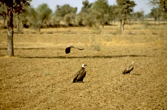Als wir vom Jodpur Fort auf die blaue Stadt herunterblickten, sahen wir sehr viele Adler und andere Vögel kreisen. Ich dachte plötzlich ich hätte einen Geier gesehen. Als ich das meiner Schwester und ihrem Freund, die dabei waren erzählte, glaubten die mir nicht. Am nächsten Tag machten wir eine kurze Tour zu einem nachfliegenden Dorf, wo ich meinen Beweis bekam. Auf einem Feld sassen viele der Geier!