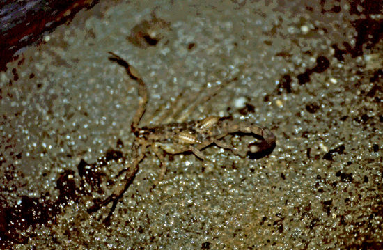 Ein netter, kleiner Besucher an unserer Hütte im Nationalpark in Kerala.