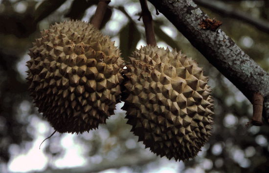 Durian, Durian!