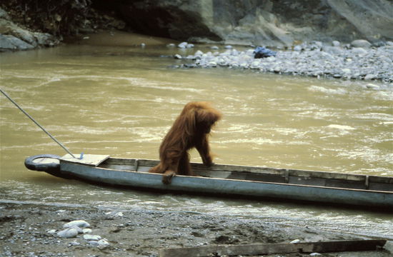 Ein Besucher in unserem Boot