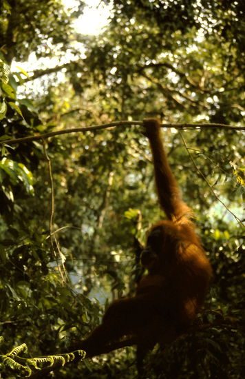 Es war ein unglaublicher Moment, als ich mit einem Ranger und einer Hand voll anderer Leute in den Urwald ging und wir plötzlich von weit oben diese gewaltigen Affen auf uns zu-gleiten sahen. Sie sind so gross und schwer und doch schweben sie fast von diesen 200-Meter Bäumen auf uns herab, kurz vor uns bleiben sie im Baum hängen und blicken uns an und wir haben keine Angst denn wir haben das Gefühl, dass sie friedlich sind und nur interessiert daran, was wir eigentlich hier machen...