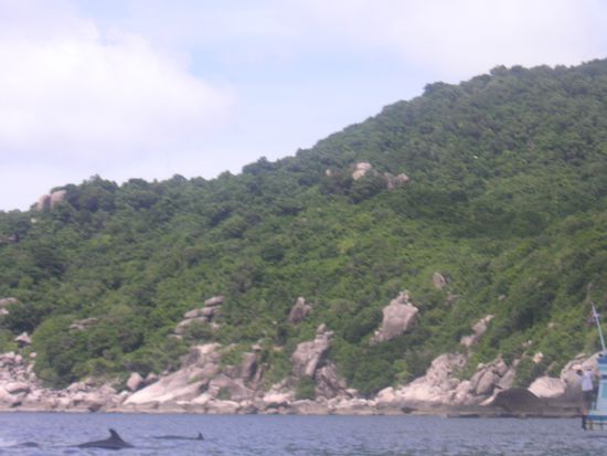 Siehe unten links: Delfine (;