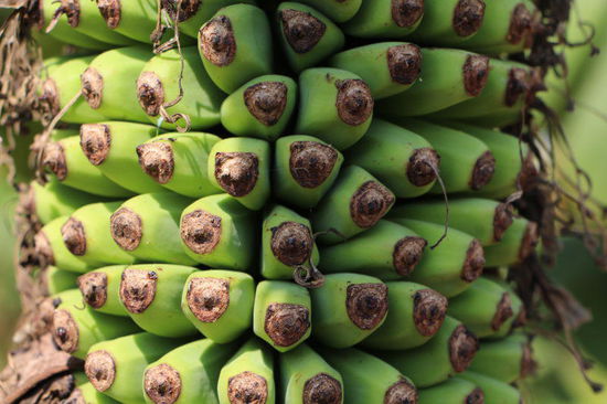 Egal wo in Xishuangbanna man hinfährt, man sieht Bananenplantagen!!!