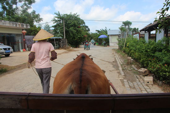 Etwas besonderes in Yangmei war die Kuhkutschfahrt in die Ortsmitte. Ein besonderer Spaß für unseren Sohn.