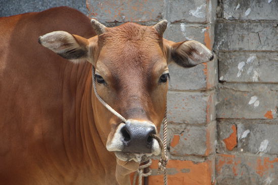 Kuhkutschen in Yangmei