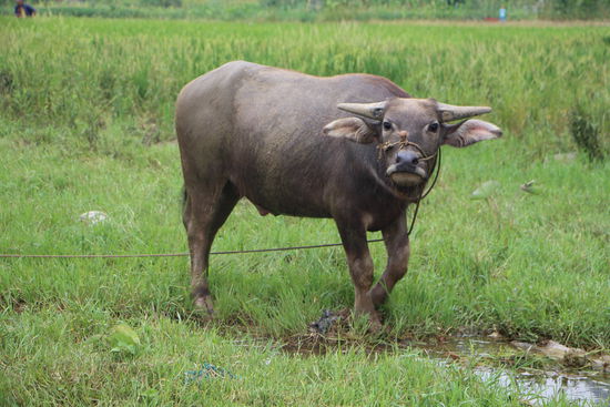 Waterbuffalo