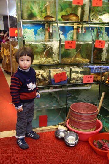 Konstantin wollte zwischen dem Essen immer wieder in die Aquarien im Seafoodrestaurant schauen.