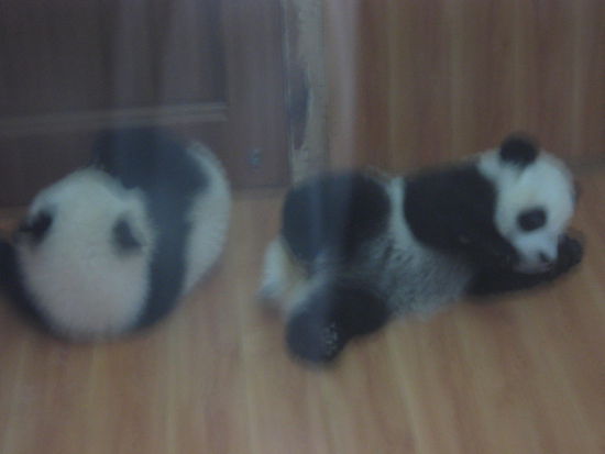 Im Pandakindergarten