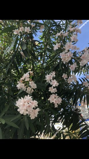 Ein bisschen größer als der Oleander auf unserer Terrasse daheim (: