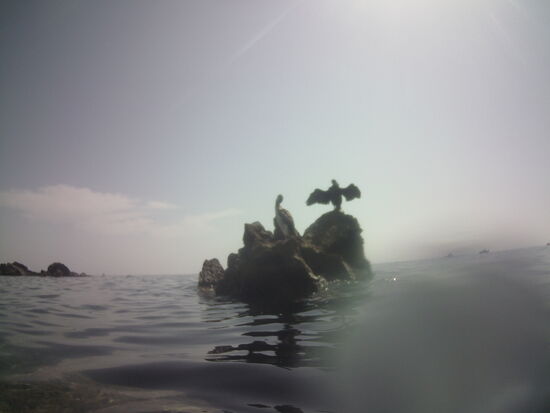 Plötzlich tauchte ein Komoran neben mir!