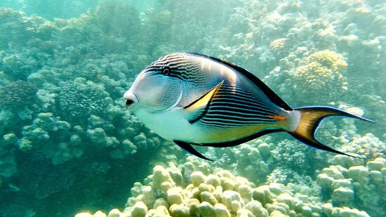 Sohal Surgeonfish