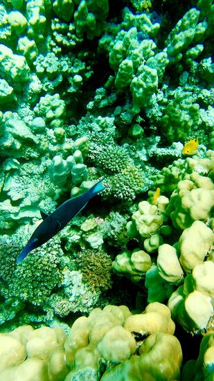 Green Birdmouth Wrasse