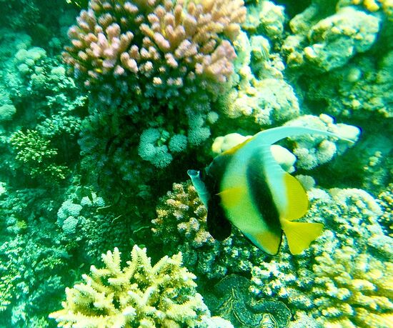 Red Sea Bannerfish