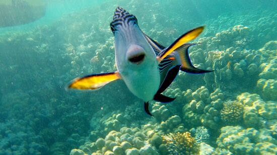 Und dieses tolle Foto nahm mein Sohn auf, für den sich der Sohal Surgeonfish ganz besonders interessierte (: