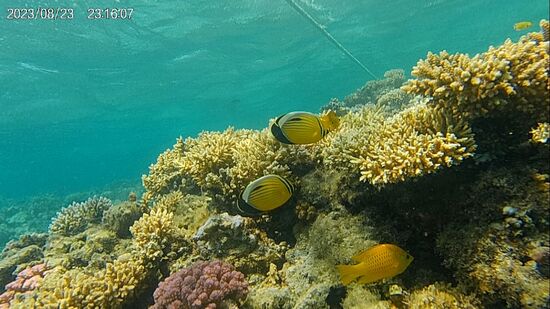 2 Blacktail Butterfly Fische