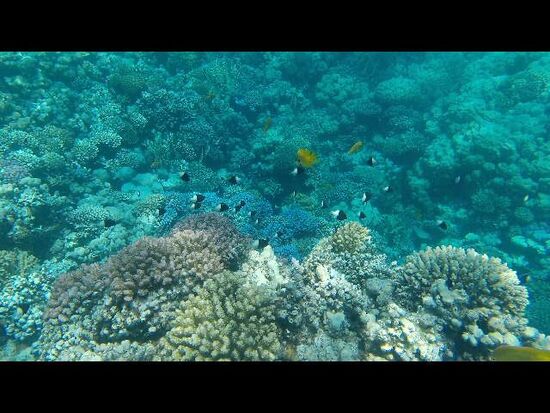 Die vielen Schwarzweissen sind Chocolate Dip Chromis