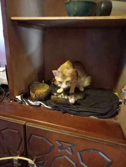 Ganz frische Babys - vorsichtshalber im Wohnzimmerschrank versteckt