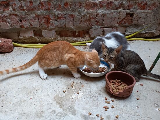 Die Katze rechts war Tiger. Sie wurde manchmal von den anderen gemobbt.