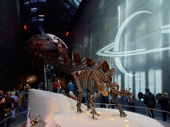 Ich hatte noch gute Erinnerungen an das Museum of Natural History, wo ich vor 24 Jahren einmal mit meinen Eltern war. Gleich am Eingang begrüßte uns ein Stegosaurus.