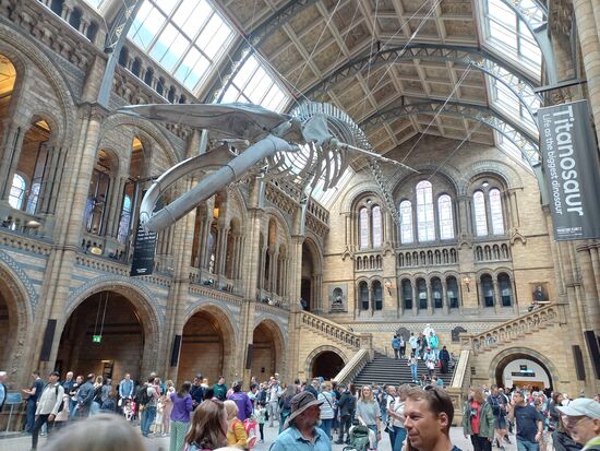 Die große Museumshalle erinnert an Hogwarts - nur dass da kein Wal hängt.