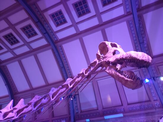 Saurierfans müssen in das Museum.