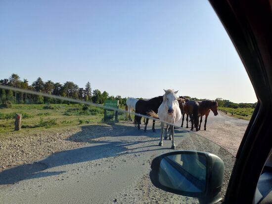 Es kann im New Forest schon einmal passieren, dass eine Gruppe schöner Pferde die Straße versperrt.