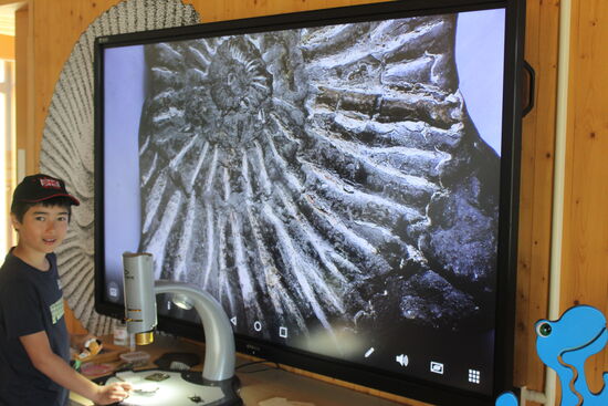 Sehr cool ist auch das Projektionsmikroskop, mit dem man Fossilien vergrößern kann.
