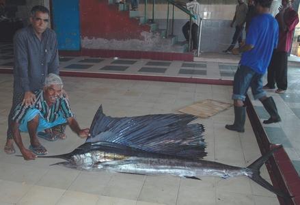 Schwertfisch
