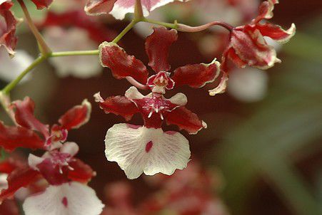 Diese Orchidee wird von den Singhalesen als Kandydancer bezeichnet