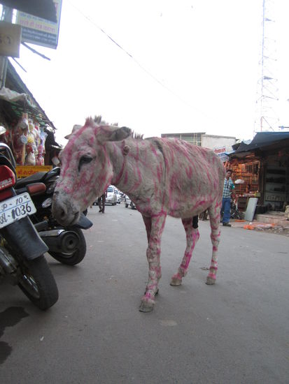 ... so glücklich schaut der in pink aber nicht aus ... 