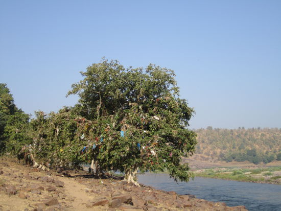kaum zu glauben, dass all das gewandt auf den Bäumen vom Monsun hängen geblieben ist, sogar BH's lassen sich finden 