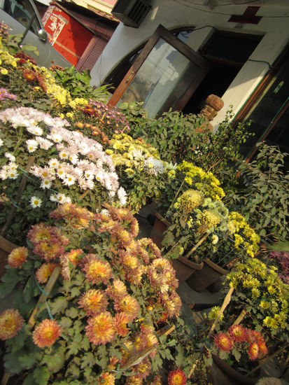 ... alles andere ist farbenprächtiger als diese Blumen 