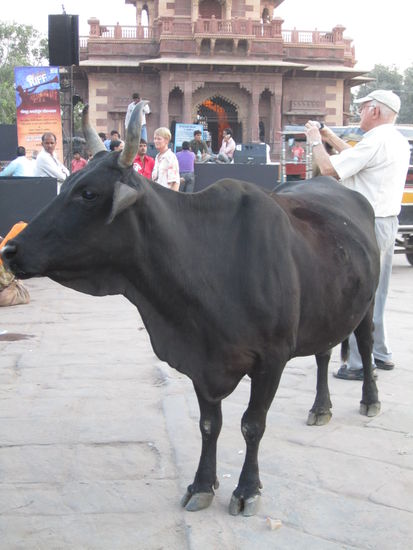 dieser (schein)heilige Bulle wars!!!