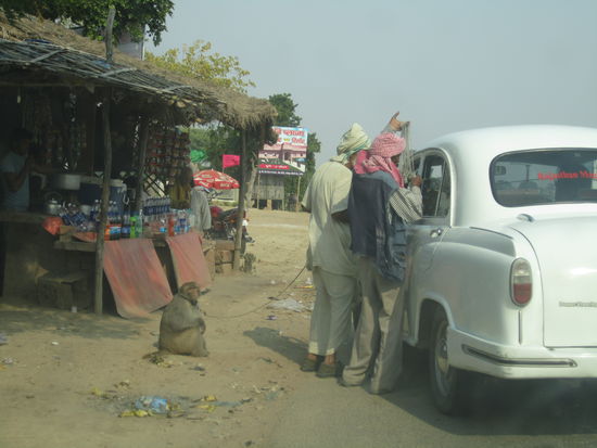 unterwegs nach Agra ... der Affe hatte die schönere Zunge 