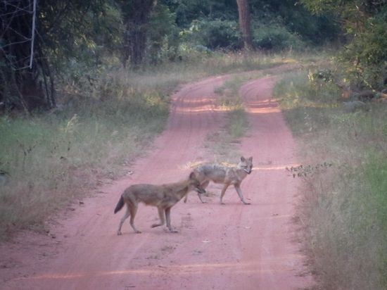 ...  ... zumindest Schakale ... 