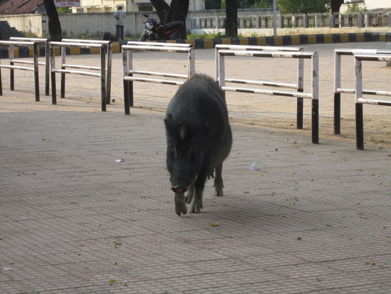 die Sau die wilde aus Umaria ... UUUUUUUUUUUUhhh Mariiaaaaa ...