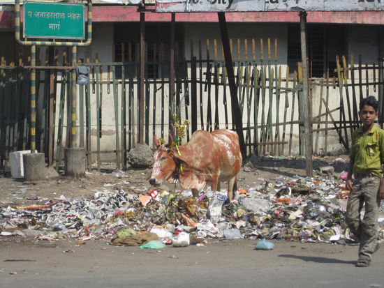 ... Diwaliüberbleibsel ... der Müll, die angemalene Kuh und der aufgedunsene Kuhbauch mit Müll ...