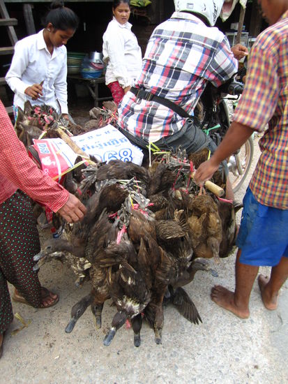 ... dass die anständig geschnattert haben, kann ich gut verstehen!