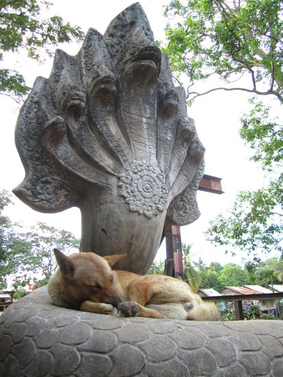 ... und die Ruhe dieser Hündin schenkte mir zwei neue Kurzzeitfreunde und viele Änderungen ... THX