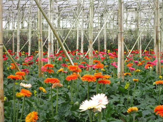 ... ein Meer aus Blumen ...