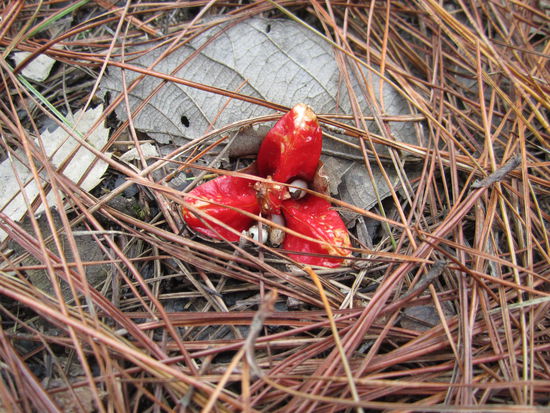 ... nein kein Raketenwurm ... der kleine Bruder von Ingwer wächst da heran ...