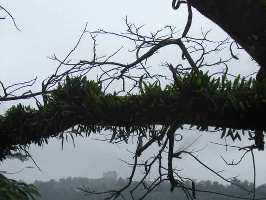 ... hab ich schon mal erwähnt, dass es hier ständig nieselt und nass ist ...