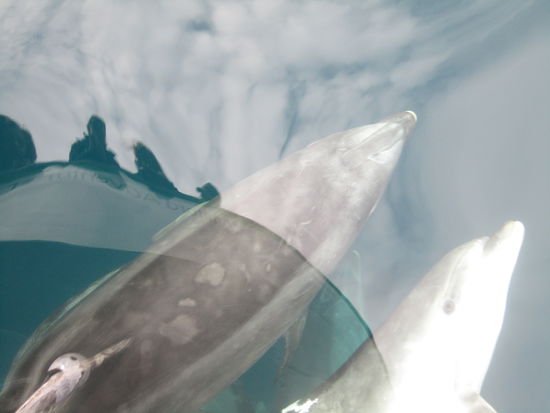 ... human watching ...