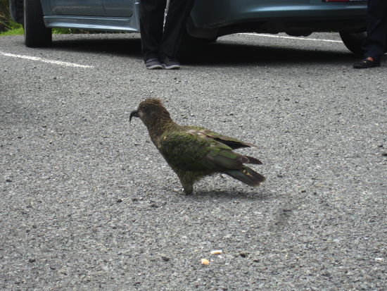 ... ganz schön gefräßig ...