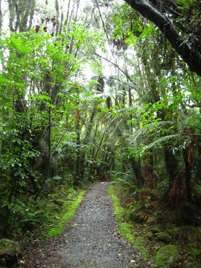 ... Regen im Regenwald oder Regenwald bei Regen ...