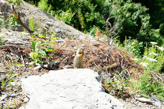 neugieriges Getier......